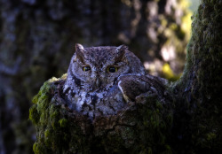 owlsday:  Western Screech Owl by Thy Photography on Flickr.