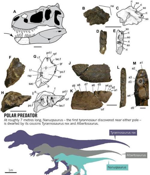 Tiny Tyrannosaur This photo and graphic shows a really cool discovery by paleontologists from the Mu