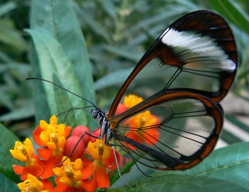 sixpenceee: dragonkeeper2002:  sixpenceee:  The Glasswinged butterfly is a beautiful brush-footed butterfly. The Glasswinged butterfly gets its name because the tissue between the veins of its wings looks like glass, as it lacks the colored scales found
