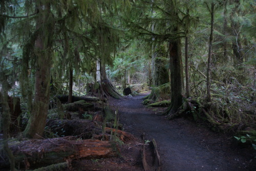 Late winter in the woods.