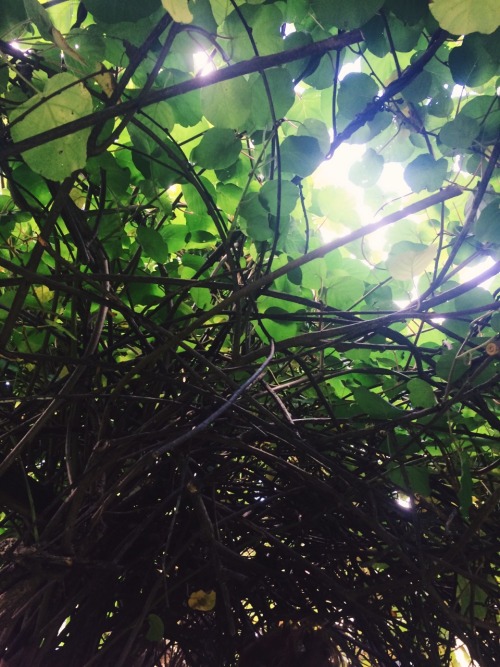 themeanone:  L: a kiwi leaf that’s bigger than my face R: what it looked like under the overhang – everything underneath the green was actually already dead; the living stuff just grows on top of it normally you’d see little kiwis hanging down in