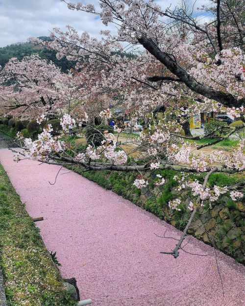 哲学の道 [ 京都市左京区 ] Philosopher&rsquo;s Walk, Kyoto おとといの #花筏 #花いかだ . #japanesegarden #japanesegarde