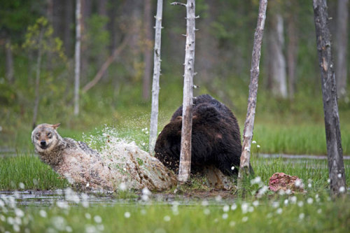 m-e-d-i-e-v-a-l-d-r-e-a-m-s:Unusual Friendship Between Wolf And Bear  Documented By Finnish Photogra