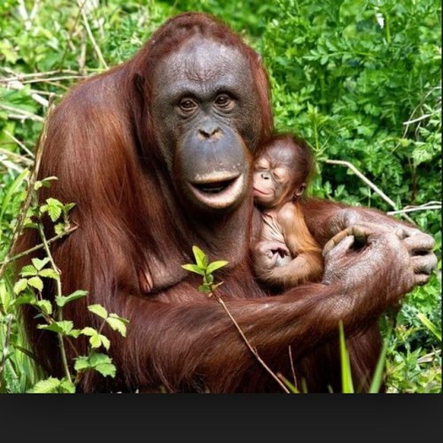 These two&hellip; #RainforestActionNetwork #RAN #Orangutans #PalmOil #ConflictPalmOil #InYourPalm 