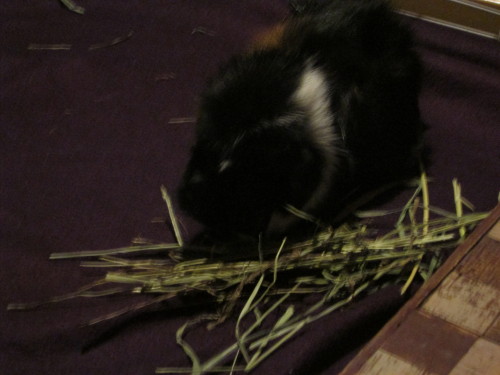 Piggy base has been established. Roxxi was crying so much when I was trying to get a hold of her to bring her out into the enclosure. :( I made sure to give her some hay to try and calm her down. I decided to leave Panda in for the time being to see if