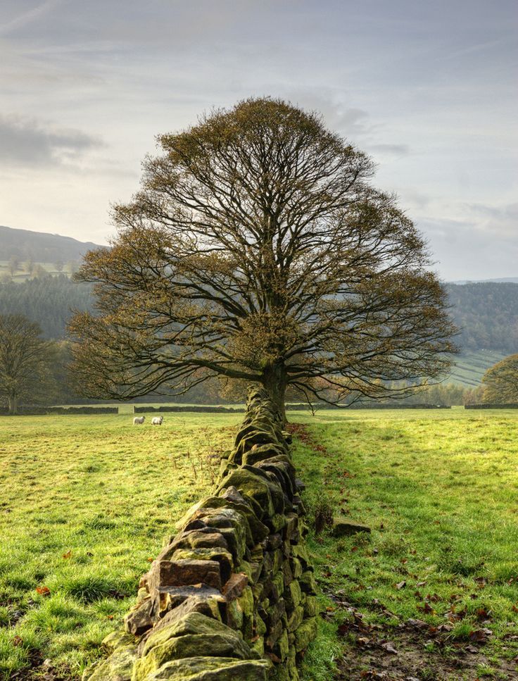 thevoyaging:  Peak District, England photo via rebecca 
