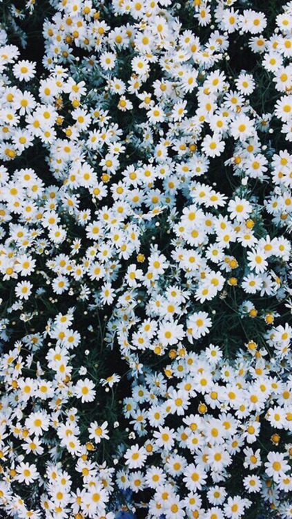 hella-esthetic:  ♡ Random Lock/Home Screens ♡like or reblog if you save:)