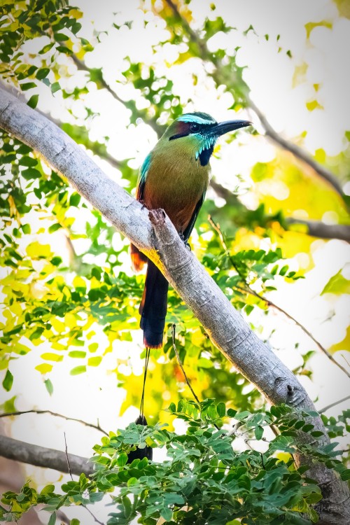 Turquoise-browed Motmot