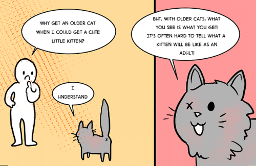 kittiesatemypronouns - pokemonadvice - seaslaverysucks - throughth...