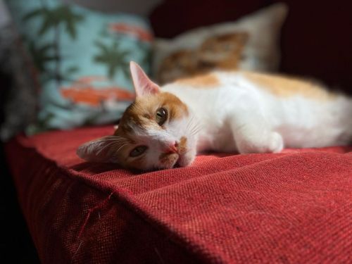 I’m a ginger  I’m son of a sun  . . . #sun #light #cat #gati #instapet #meow #instacat #