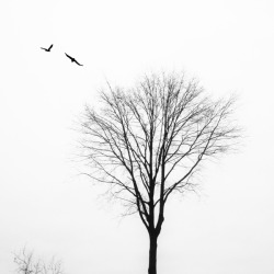 artblackwhite:two birds by fonografi IPhone edit Michael Kestin,birds,blackandwhite,iPhone,iPhone edit,iPhoneography,minimalism,nature,schwarzweiss,snapseed,tree,trees,winter,winter trees  A bird in the hand is worth two in the bush&hellip;