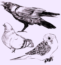 Kuripuart:  *Draws Birbs To Relieve Stress* 