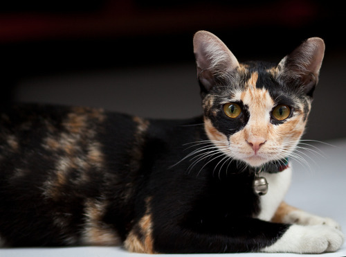 Bar Cat - Bangkok Silom (by seua_yai)