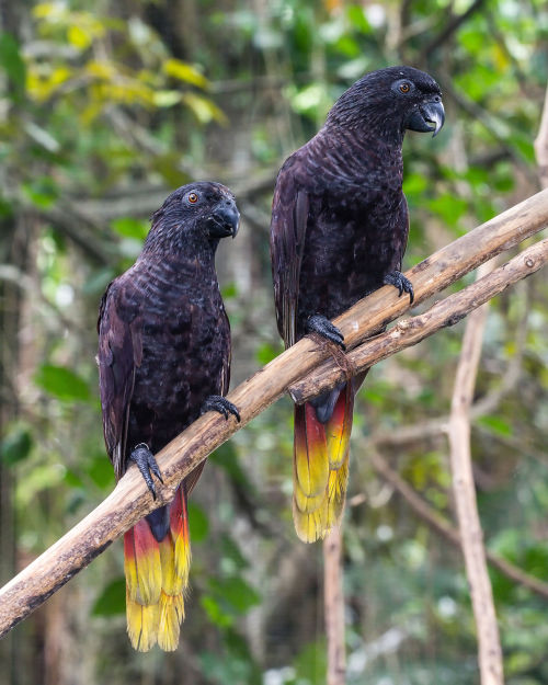 come-forth-into-the-light: flip-thebird:  silverhawk:  the dusky iory……sunset bird????? they literally look like a sunset. absolutely gorgeous   While we’re talking about cool lories, I’d like to introduce you to the Black Lory… Little dragon