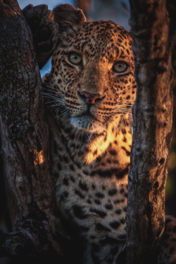 thelavishsociety:  My Beautiful Girl by Chris Fischer | LVSH