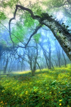 theopticnetwork:   Magical Forest   Denis