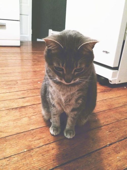 catsbeaversandducks:Her name is Chloe Luella and she thinks everything is the worst thing.Photos/cap