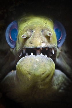 ronbeckdesigns:  Moray eel via The Guardian 