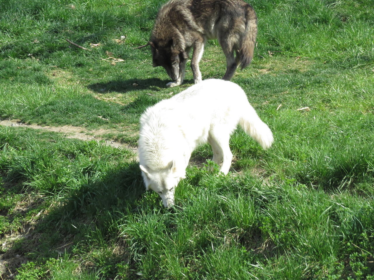 allthingsmichigan: Gray wolves in the Cotton Family Wolf Wilderness Detroit Zoo,