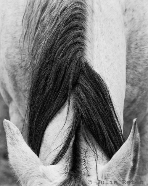 Horse Photography: Julie Refer on Cavalcade