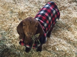 magpupper:Goat in a coat.