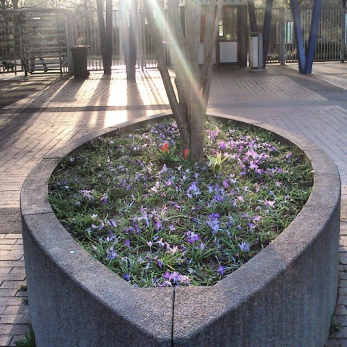 More #backlight And #lensflare Fun With A Boat-shaped #flowerpot In #Westfalenpark #Dortmund 10.4.15