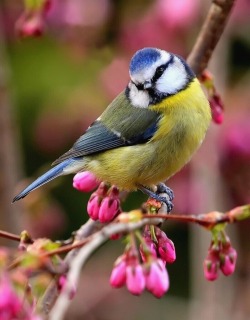 Funkysafari:  Blue Tit &Amp;Amp; Cherry Blossom By Brimack 