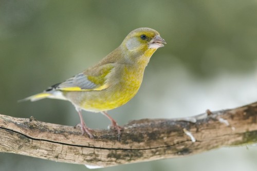 Greenfinch