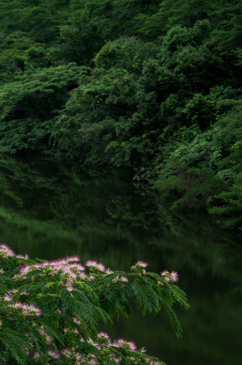 Nemu-no-ki flower by Kiyoshi YAMATODANI