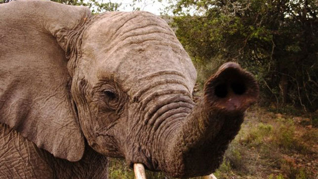 Elephants have a more powerful sense of smell than dogs and rats
Elephants use their superior sniffers to forage for food, identify family members and determine the difference between tribes in Africa.