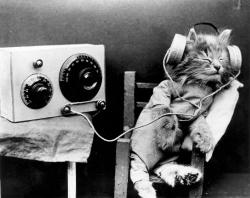 A cat wearing headphones to listen to a radio,