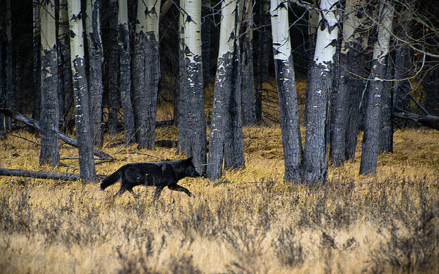 sisterofthewolves:  By Vince O’Sullivan 