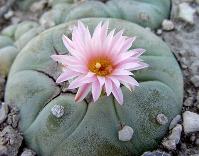 spiravi-i:  Flowering Peyote “Lophophora williamsii” that contains the psychoactive constituent Mescaline.