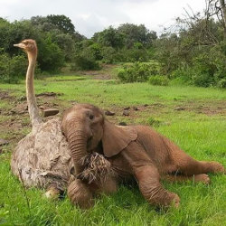 archiemcphee: Today the Department of Unexpected Interspecies Friendship wants to cuddle up with Jotto the baby elephant and Pea the ostrich at the David Shelldrick Wildlife Trust (DSWT) in Kenya’s Nairobi National Park. Pea has lived at the park since