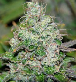 weed-plants:  govermint:  Fruity Chronic