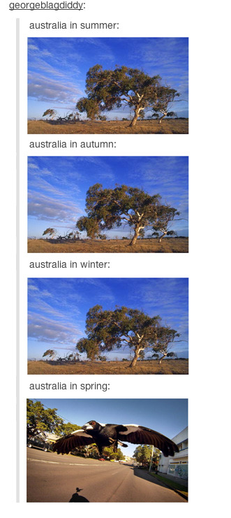 leela-summers:  Australians on Tumblr Part 3 Part 1: xPart 2: x 