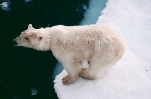 thoughtsforbeees:the melting world // Svalbard, Norway