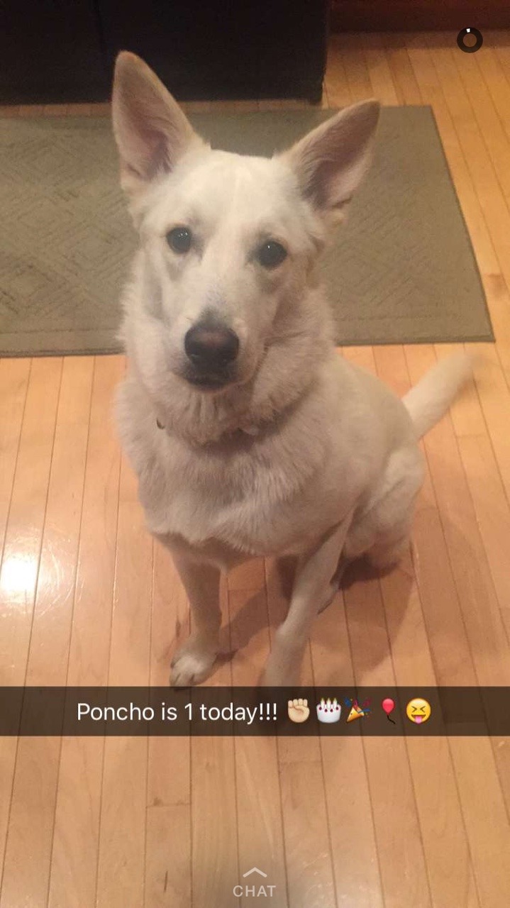 handsomedogs:  Poncho, the lovable all white German Shepherd
