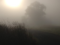 the-redheaded-harlot:  DREAMSCAPE  It’s early morning, a dense fog drifts across the tall grasses viewable through a large window. You are sleeping on your back, lines of your body unmistakeable under the soft sheet. I wake and watch the mist move,