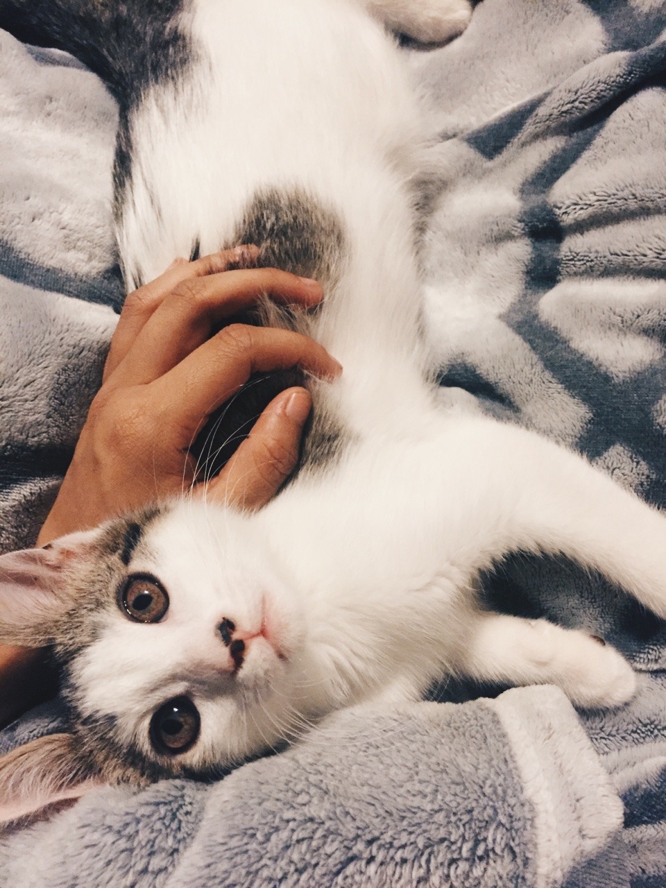 fuckyeahcats:  Is it time to sleep yet? 👀