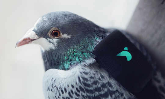 A pigeon pollution patrol is flying around London wearing tiny backpacks