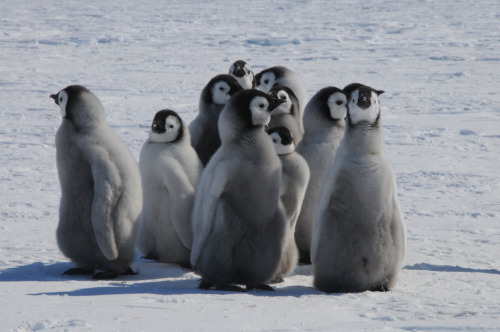 Baby penguins&hellip;cute little birds by Ana Vianna- Via Flickr: Penguins about 3 months old- A