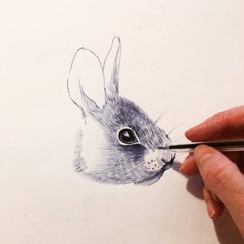 ‘In progress’ rabbit from a few years back ~ #illustration #art #drawing #biro #bic #bla