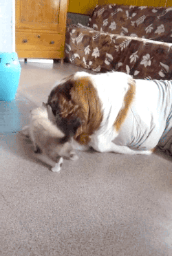 gifsboom:Video: Tiny Kitten Annoys Patient St. Bernard