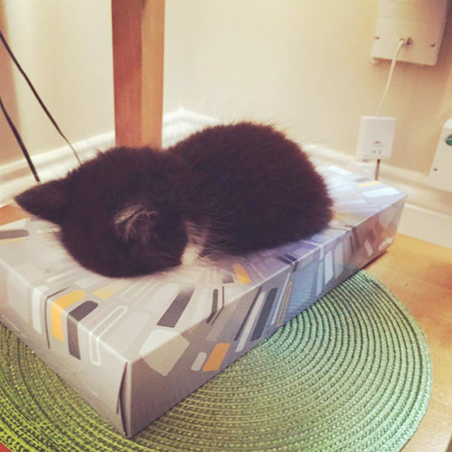 fallon-lover:boredpanda:Sleepy Kittens Doing What They Do Best – Sleepjimmyangelfallon!!!!!!!!Sleepy