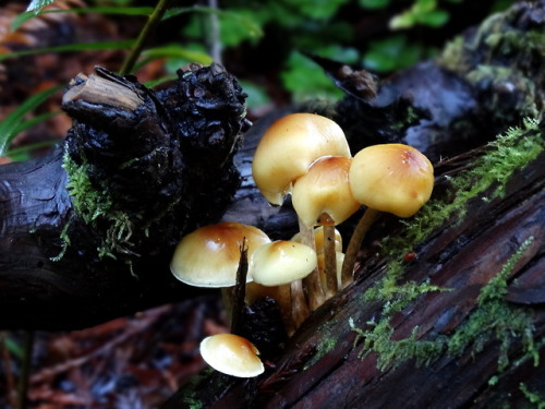 bekkathyst:Some beautiful mushrooms from my last trip to Prairie Creek Redwoods State Park in Northe