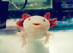 electric-fireflies:Putting this here cuz I need some adorable axolotl face