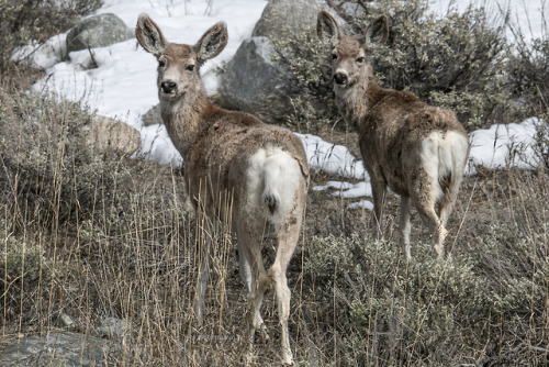 Mule Deer feeding In the boulder fieldsriverwindphotography, April, 2019