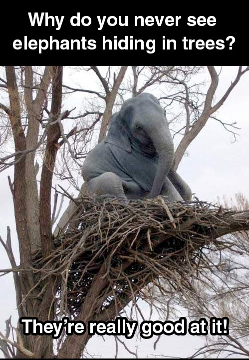 Why do you never see elephants hiding in trees