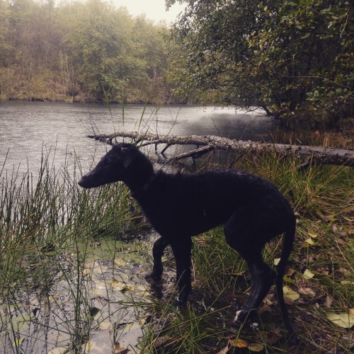 nw-intp: Mt. St. Helens’ Swamp Beast